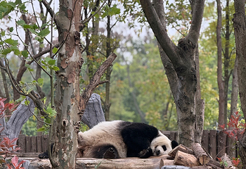 成都大熊猫繁育研究基地第 139 张图片