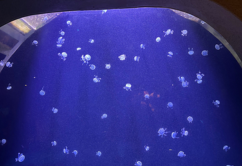 三亚亚特兰蒂斯失落的空间水族馆第 247 张图片