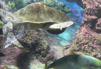 热那亚水族馆第 22 张图片