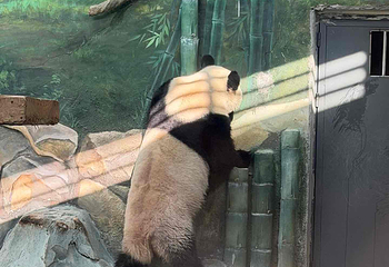 岳阳中华大熊猫苑第 12 张图片
