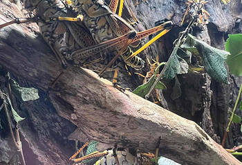 圣地亚哥动物园第 40 张图片