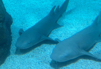 悉尼水族馆第 59 张图片