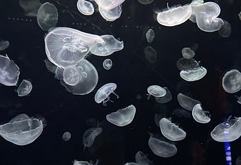 釜山SEA LIFE水族馆第 52 张图片