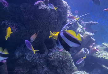 凯恩斯水族馆第 54 张图片