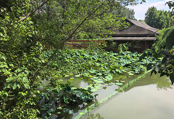 溱湖国家湿地公园第 61 张图片