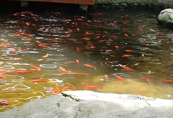 南宫旅游休闲度假区第 120 张图片