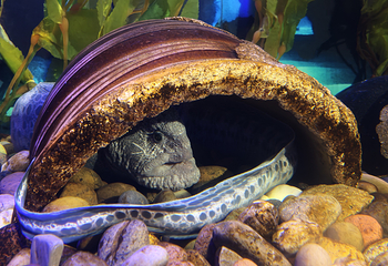 吉隆坡城中城水族馆第 27 张图片