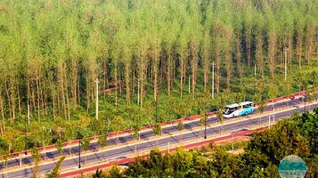 莫干山风景区大竹海