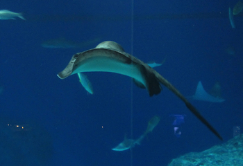丹麦国立水族馆第 62 张图片