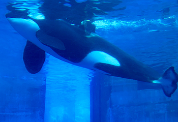 名古屋港水族馆第 35 张图片
