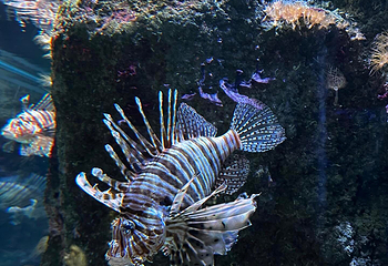 圣塞瓦斯蒂安水族馆第 17 张图片