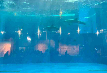 华夏文旅海洋公园第 118 张图片