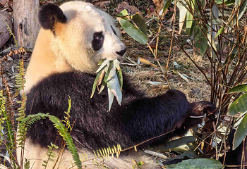 成都大熊猫繁育研究基地第 111 张图片