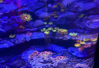 曼谷暹罗海洋世界第 86 张图片