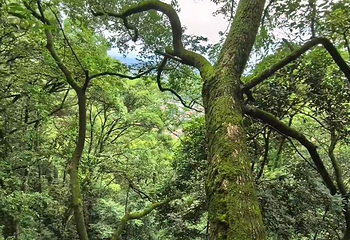 歌乐山国家森林公园第 59 张图片