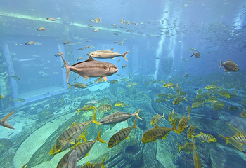 三亚亚特兰蒂斯失落的空间水族馆第 191 张图片