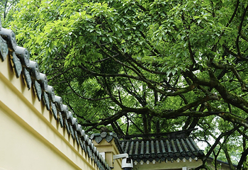 鹅岭公园第 75 张图片