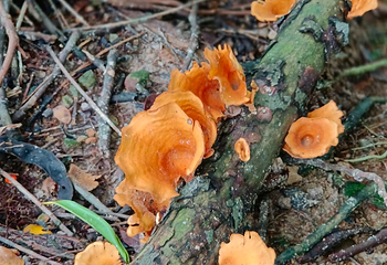 花柏山公园第 150 张图片