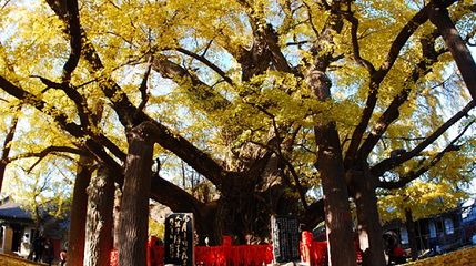 灵泉寺森林公园-千年古银杏树第 1 张图片