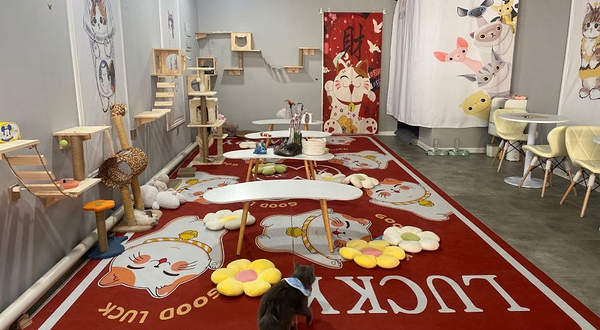 猫咪派对(万达店)