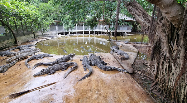 云石公园鳄鱼潭