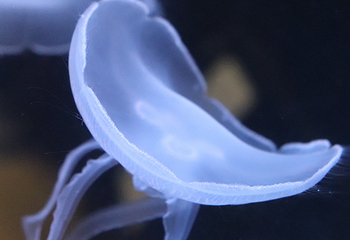 里昂水族馆第 15 张图片