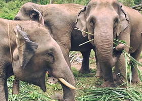 拥抱大象保护区