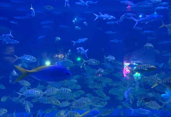 海趣花都海洋世界第 59 张图片