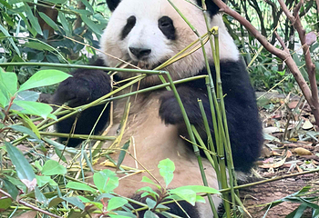 成都大熊猫繁育研究基地第 195 张图片