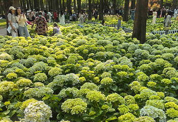 南京中山植物园第 44 张图片