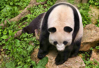 红山森林动物园第 91 张图片