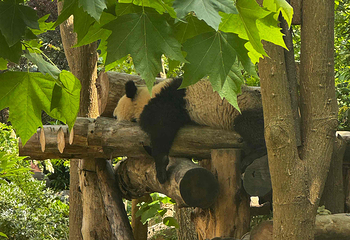 成都大熊猫繁育研究基地第 298 张图片