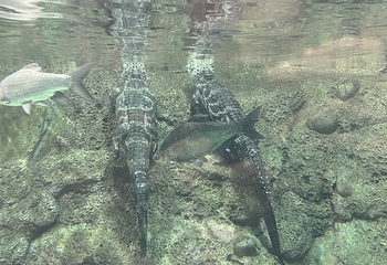 上海海洋水族馆第 183 张图片