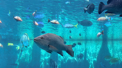 冲绳美丽海水族馆第 80 张图片