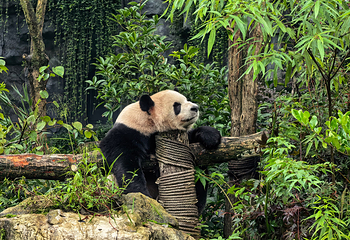 熊猫谷第 5 张图片