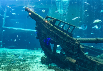 箱根园水族馆第 19 张图片