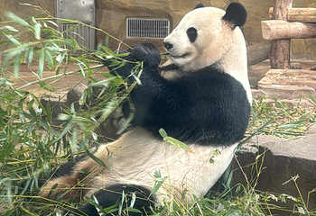 成都大熊猫繁育研究基地第 295 张图片