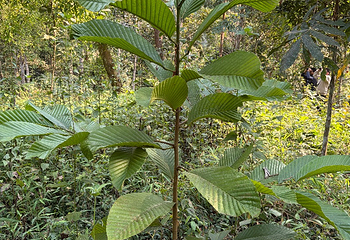 中国科学院西双版纳热带植物园第 144 张图片
