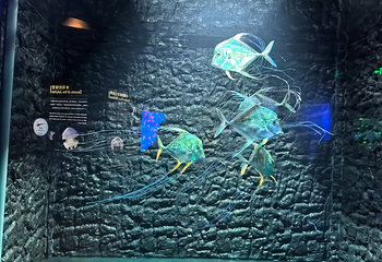 上海海洋水族馆第 138 张图片