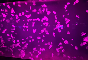 上海海洋水族馆第 153 张图片
