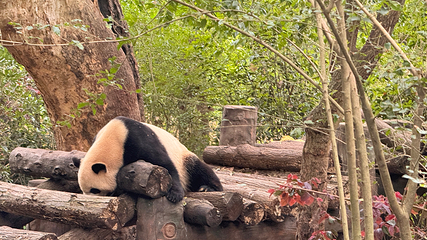 成都大熊猫繁育研究基地第 126 张图片
