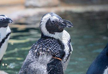 河内时代之城水族馆第 3 张图片