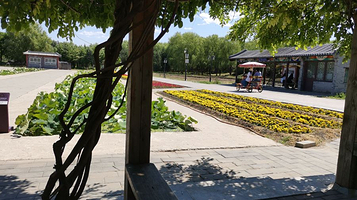 圆明园荷花基地