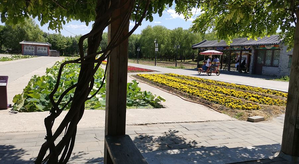 圆明园荷花基地