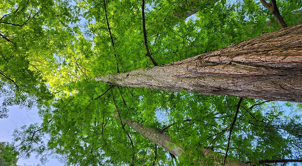 加州大学伯克利分校植物园