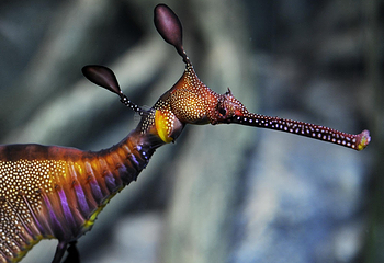 SEA LIFE Scarborough第 3 张图片