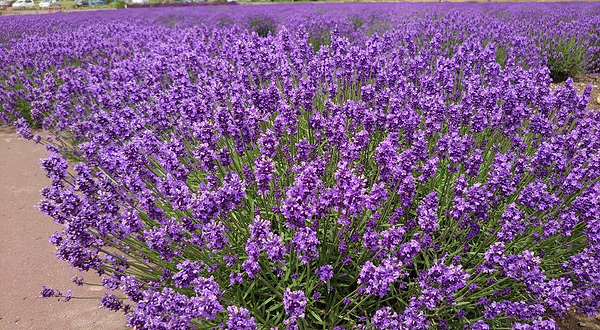 鄂霍次克流冰公园