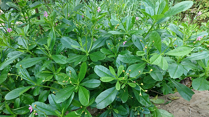 Segara Windhu Coffee Plantation第 5 张图片