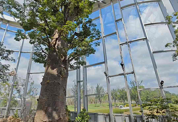 上海温室花园第 41 张图片