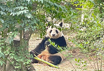成都大熊猫繁育研究基地第 784 张图片
